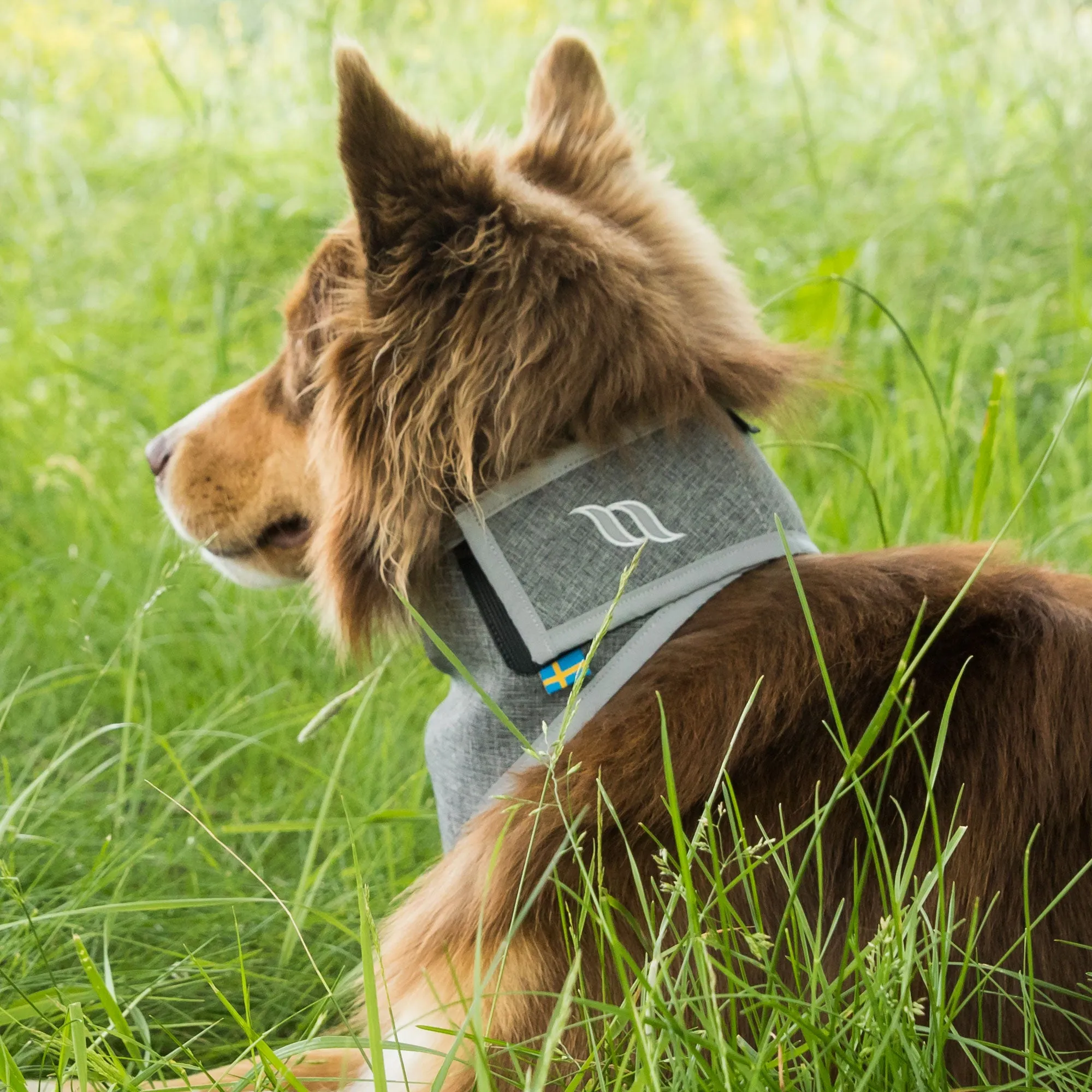 Highly visible Draco dog bandana
