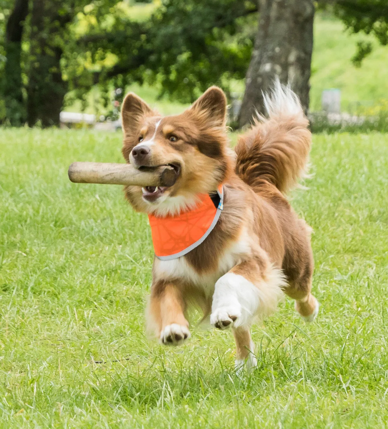 Highly visible Draco dog bandana