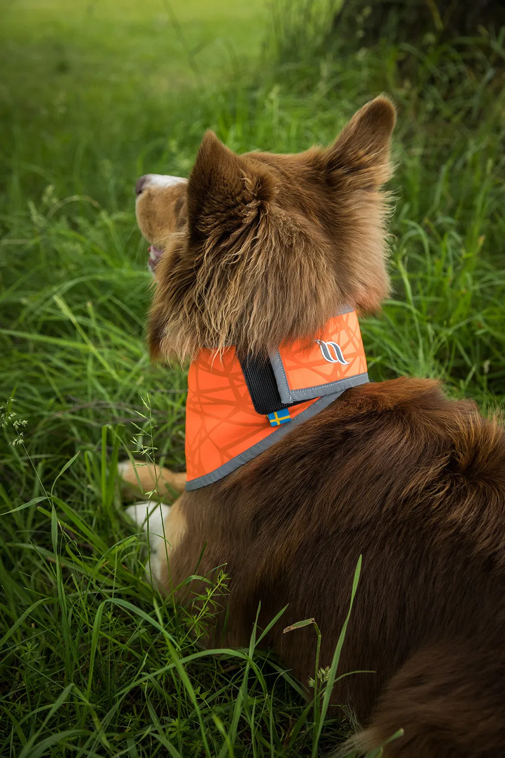 Highly visible Draco dog bandana